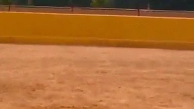 Бык нападает смотреть онлайн