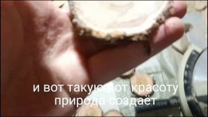 Заготовка можжевельника, для будущего потолка