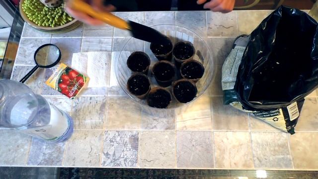 Как посеять томаты на рассаду. Комнатные помидоры - гарантированный урожай! смотреть онлайн