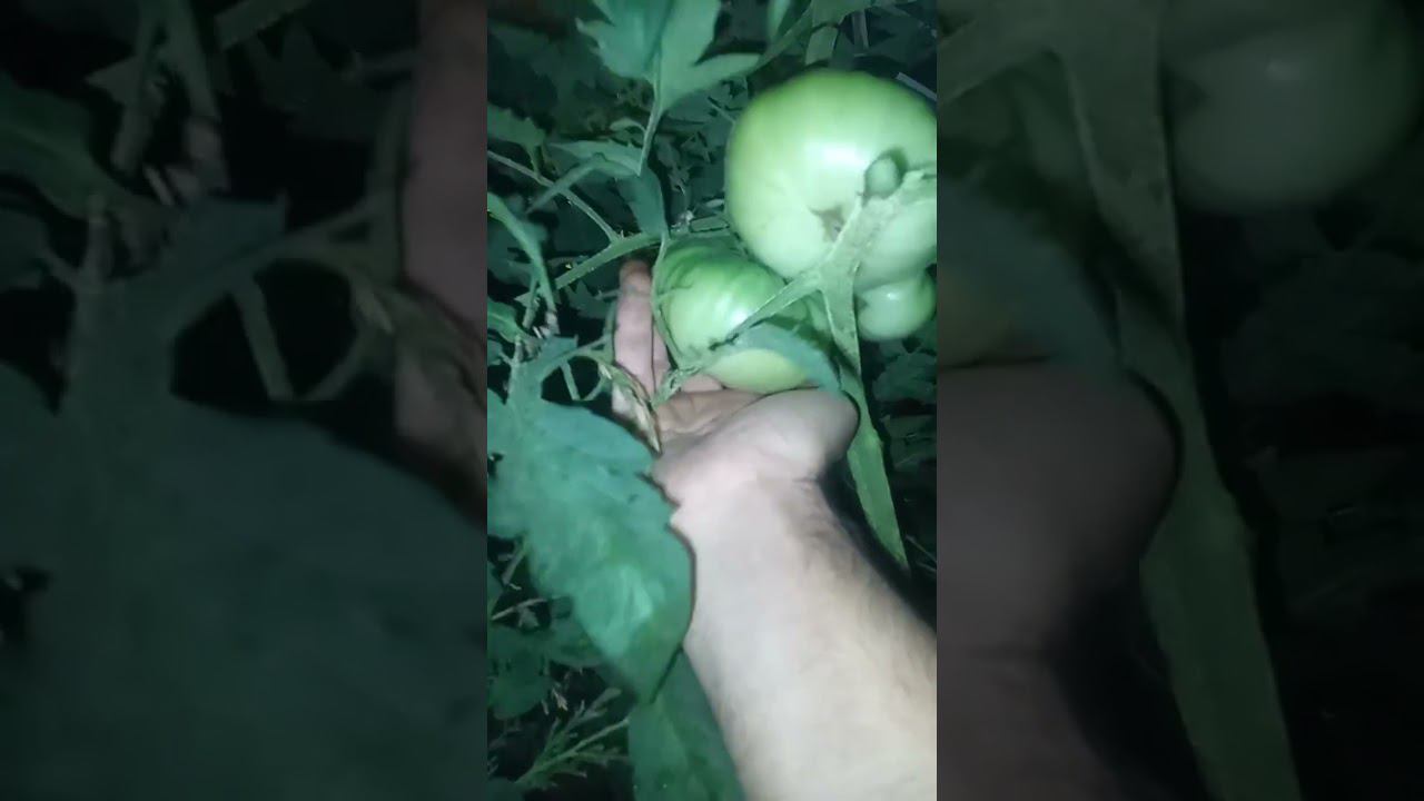 Дядя Витя в джунглях! Навожу порядок в теплице. Часть 2.