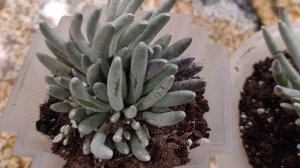 Senecio silver coral/senecio scaposus- 1 day 1 succulent sharing