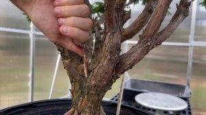 Cryptomeria Bonsai Makeover | The Bonsai Supply
