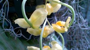 Цветение орхидеи Гонгора Галеата, обзор /Gongora Galeata Orchid. #Доминикана.