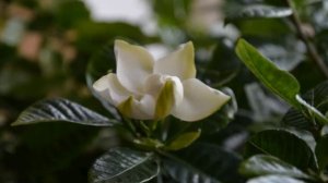 Gardenia bloom