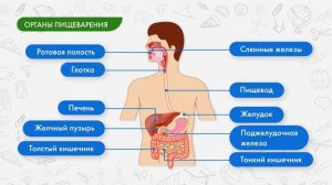 Процессы питания и органы пищеварения