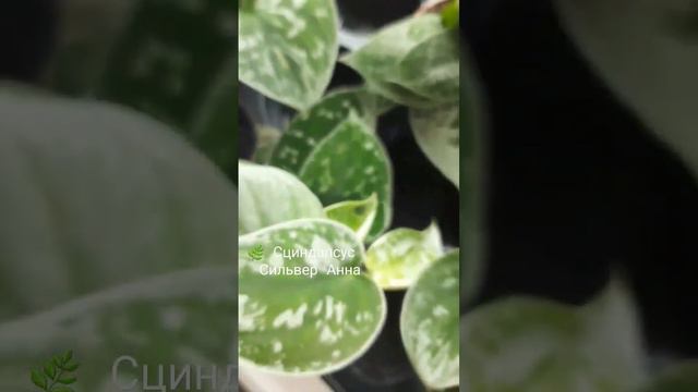 🌿 СЦИНДАПСУС Сильвер Анна /Эпипренум/Лиана #комнатныерастения #indoorplant #сциндапсус #цветыдлядом