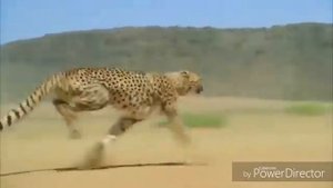 Гепард бежит под песню Панда Е