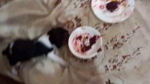 ПРИКОРМ ЩЕНКОВ ЭСТОНСКИХ ГОНЧИХ МЯСОМ ЗАЙЦА