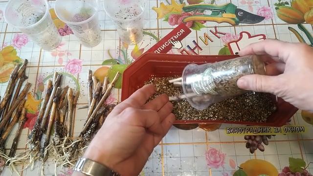 ? Укоренение черенков винограда в мёде, ивовой воде и корневине. Стимуляторы корнеобразования.