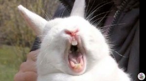 Интересные факты о кроликах