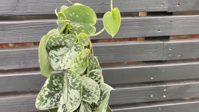 70cm Epipremnum Trebie Mosspole | Satin Pothos Devils Ivy | 17cm Pot | 70cm Height смотреть онлайн