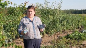 Подготовка грядки под клубнику. Предшественники клубники.