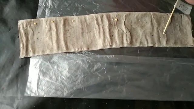 Посев баклажан на рассаду.