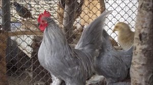 Разведение кур породы Мильфлер как бизнес идея | Птицеводство | Куры Мильфлер