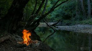 Что делать, если у драцены мягкий ствол и опадают листья?