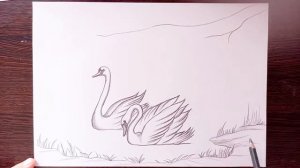 Аққу суретін салып үйрену 🦢