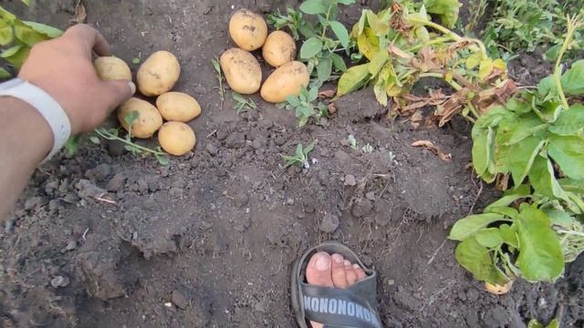 ПЕРВЫЙ КАРТОФЕЛЬ 2022! Кажется урожай))) смотреть онлайн