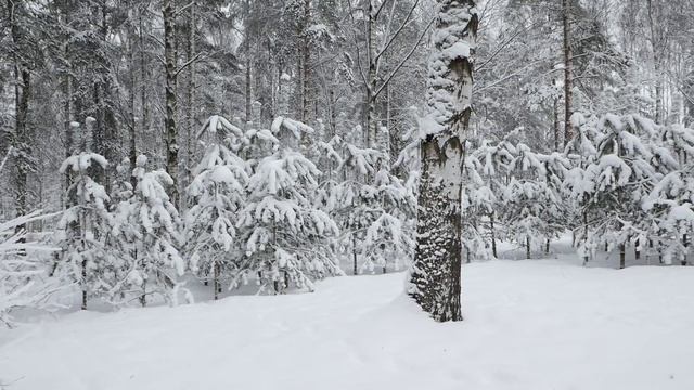 Sosnovka March 2018 part one Test Panasonic G80 From 5994 to 2997 FPS Adobe Premiere framerate