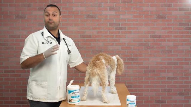 How to Express Dog's Anal Glands - Veterinarian Recommended Way (GRAPHIC) смотреть онлайн