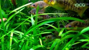 ВСЕ МОИ КРАСИВЫЕ ДОМАШНИЕ АКВАРИУМЫ С РЫБКАМИ КРЕВЕТКАМИ И РАСТЕНИЯМИ!