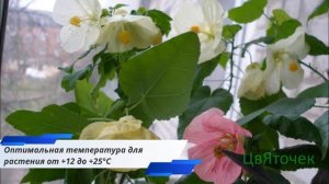 Абутилон уход в домашних условиях
