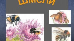 Насекомые Красной книги