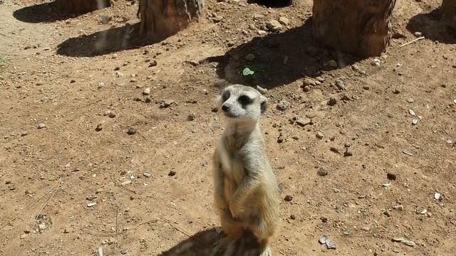 Обзор зоопарка Анталии / экскурсия по зоопарку  / шоу Лизонкет /  Kids videos