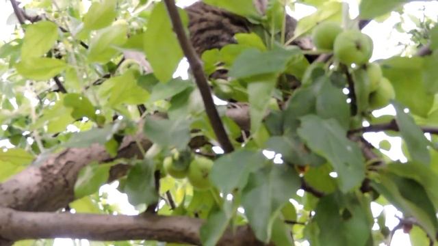 Кошечка в гостях на даче смотреть онлайн