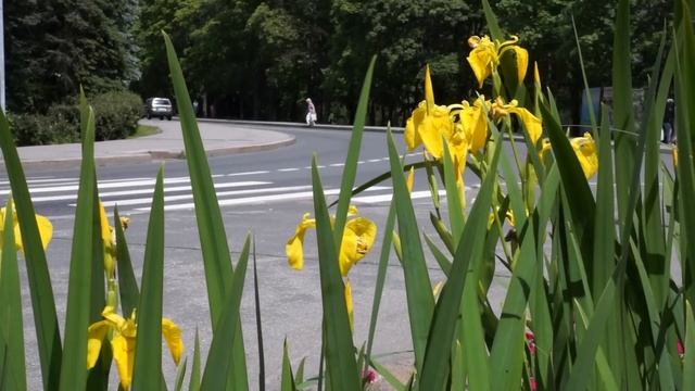 Sony Alpha NEX-7 -- пример видео смотреть онлайн