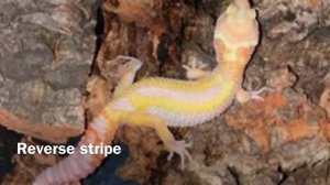 Leopard Gecko Morphs