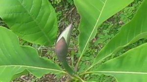 Large Leaf Magnolia officinalis