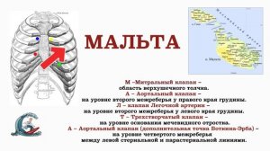 Аускультация сердца. Мнемоника