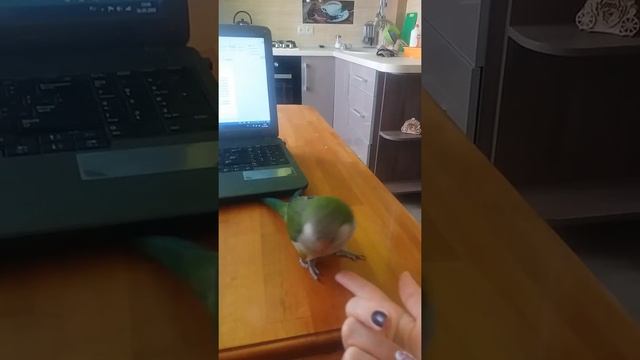 Дрессировка попугая #дрессировкапопугая смотреть онлайн