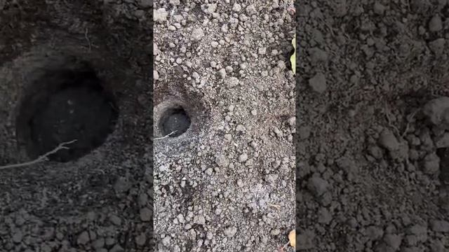 Как я сажаю чеснок и обновляю семенной материал. смотреть онлайн