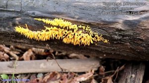 Калоцера роговидная - гриб красивые рога | calocera cornea