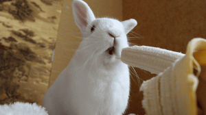 Милый кролик кушает банан ?