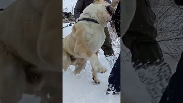 Алабай может и руку оторвать 😆Арчи проверка на охрану.