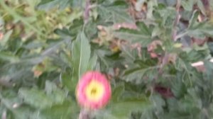 Обзор Индийских хризантем.