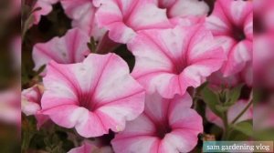 Different type of Petunias  Most Beautiful Petunia Flowers_A Great Winter Flowers Sam Gardening Vlo