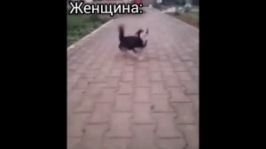 Собака лает #новый мем😃