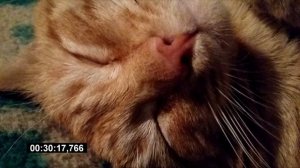 Мурчание кота 1 час
