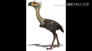 Фороракос. Все о Фороракосе.