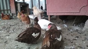 Когда занесутся индоутки (мускусные утки шептуны) и что для этого нужно.