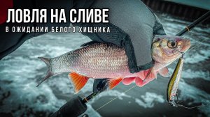 ГДЕ ТЫ, БЕЛЫЙ? ❄️ / ЗИМНЯЯ ЛОВЛЯ НА СЛИВЕ