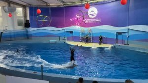 Большой Сочинский дельфинарий. The Big Sochi Dolphinarium