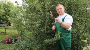 Монилиальный ожог на плодовых деревьях. Профилактика и лечение