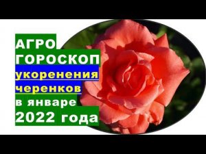 Агрогороскоп нарезки и укоренения черенков растений в январе 2022 года