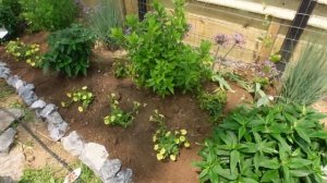 Planting Annuals Along The Greenhouse ( Coleus, Lantana, Black eyed Susan, Supertunia Vista Mini)