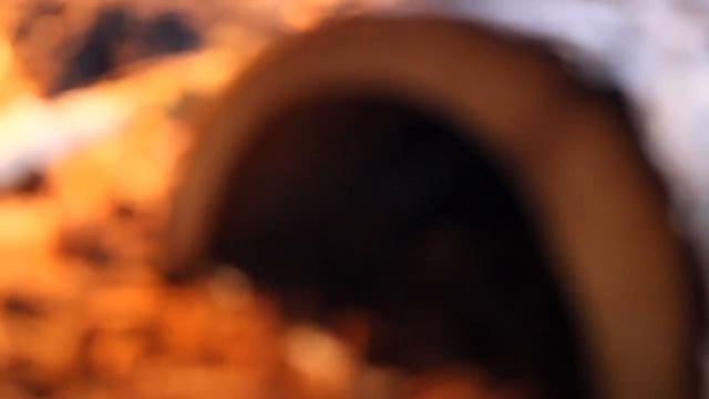 Baby Savannah monitor Terrarium смотреть онлайн