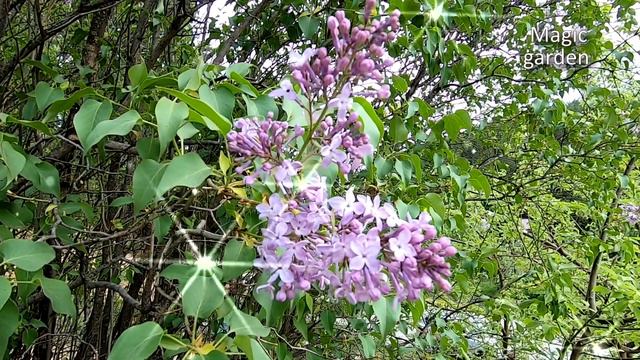 Всё цветёт - Музыка Сергея Чекалина смотреть онлайн
